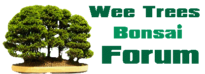Wee Trees Bonsai Help Forum Advice for all - View topic - Growing bonsai in  lechuza pon substrate